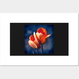 Tulips Flowers Posters and Art